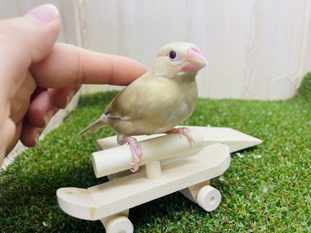 シナモン文鳥