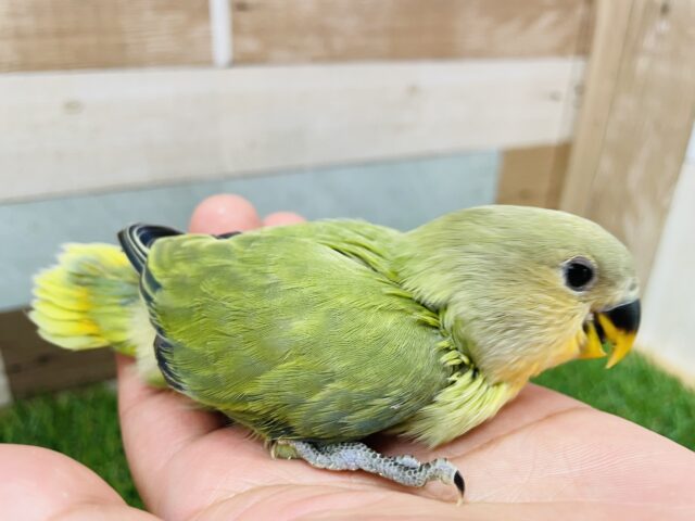 コザクラインコ（小桜インコ）