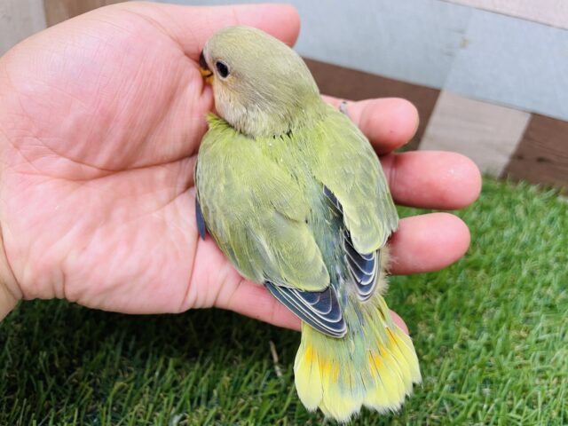 コザクラインコ（小桜インコ）