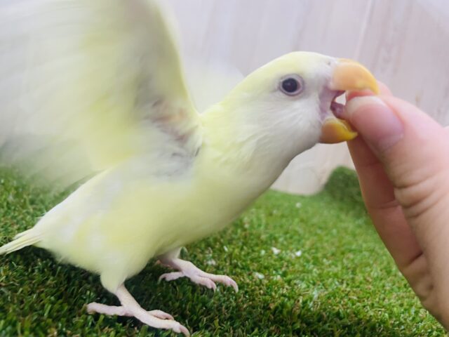 コザクラインコ（小桜インコ）