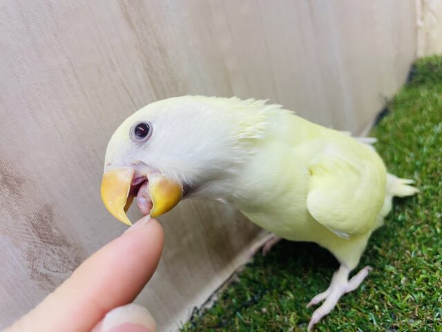 コザクラインコ（小桜インコ）