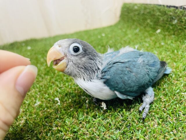 ブルーボタンインコ