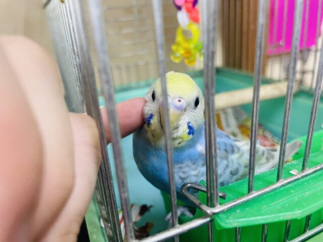 セキセイインコ