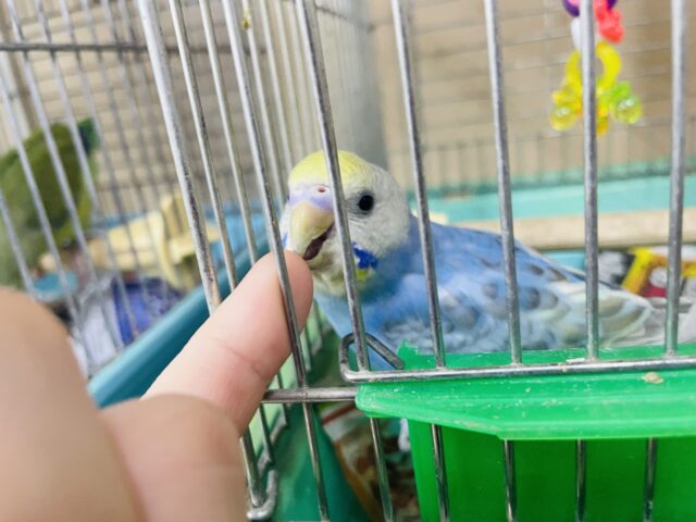 セキセイインコ