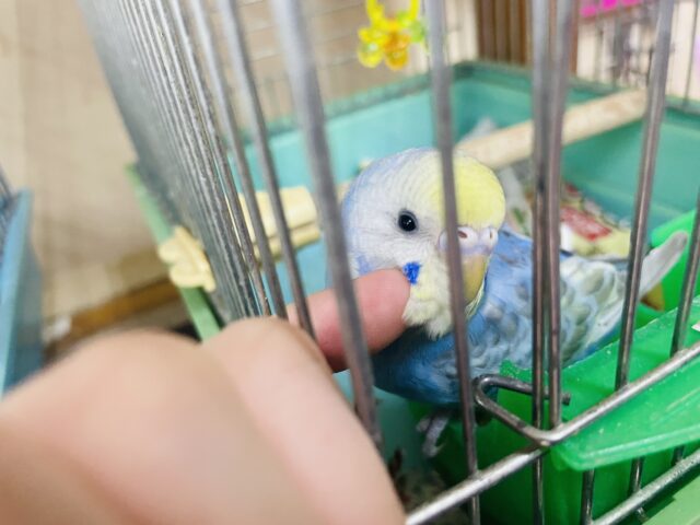 セキセイインコ