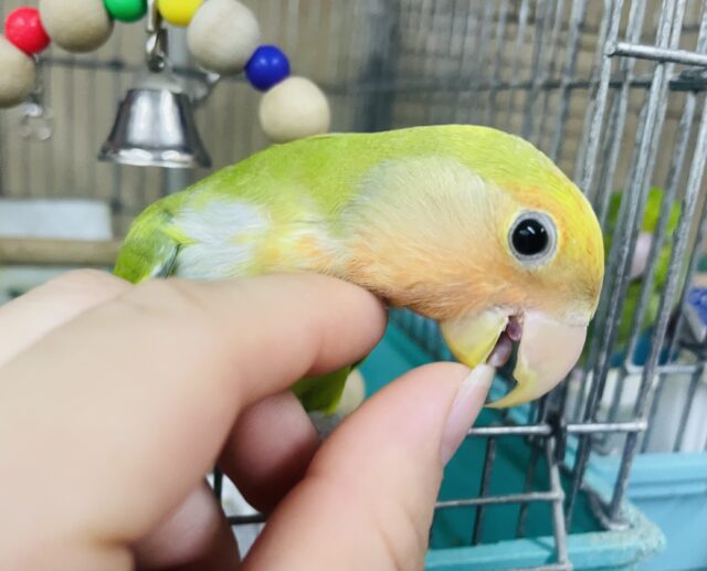 コザクラインコ（小桜インコ）