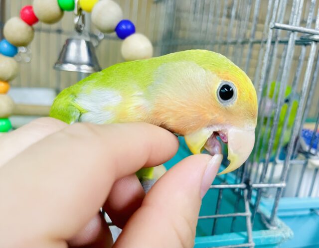 コザクラインコ（小桜インコ）