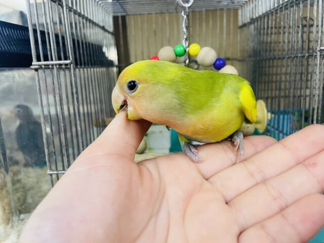 コザクラインコ（小桜インコ）