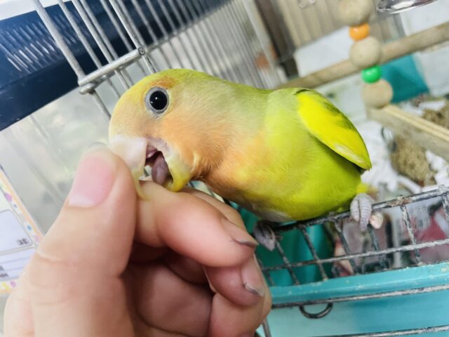 コザクラインコ（小桜インコ）