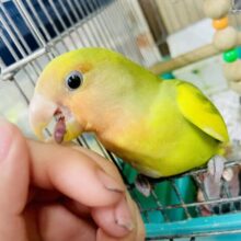 1人餌🔥🎵キメラちゃん爆誕😝😝😝最新画像になりますよ💫🎀🎈☁️ホイップクリーム☁️🎈🎀みたいなふわふわで飾って👗　コザクラインコ　タイガーチェリー