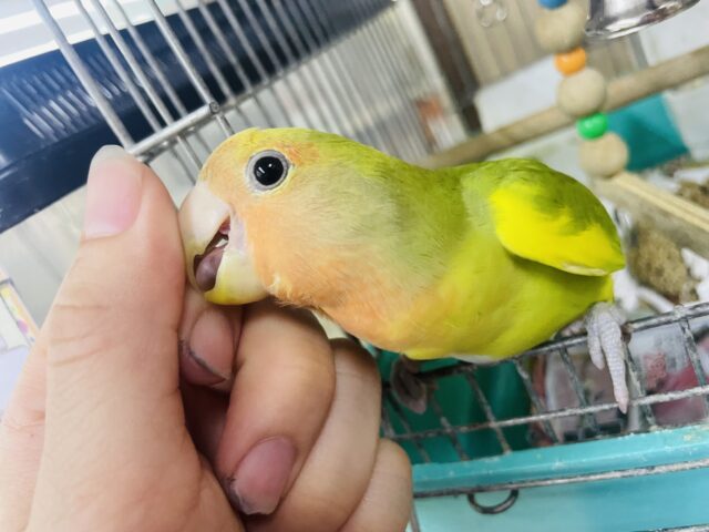 コザクラインコ（小桜インコ）