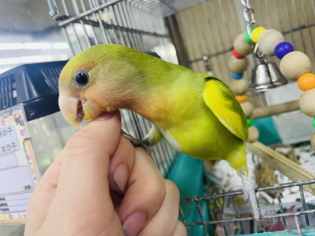 コザクラインコ（小桜インコ）