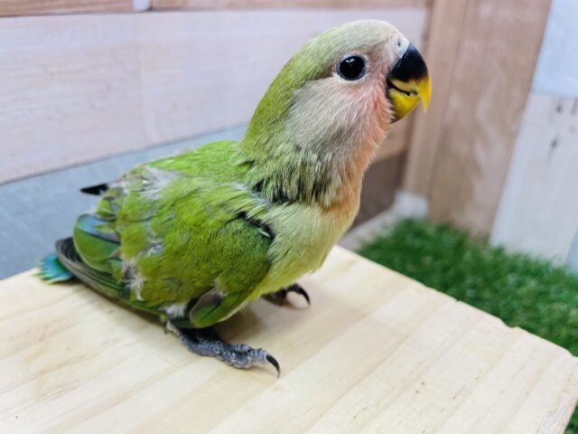 コザクラインコ（小桜インコ）