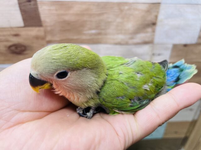 コザクラインコ（小桜インコ）