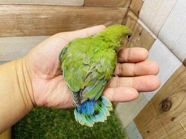 コザクラインコ（小桜インコ）