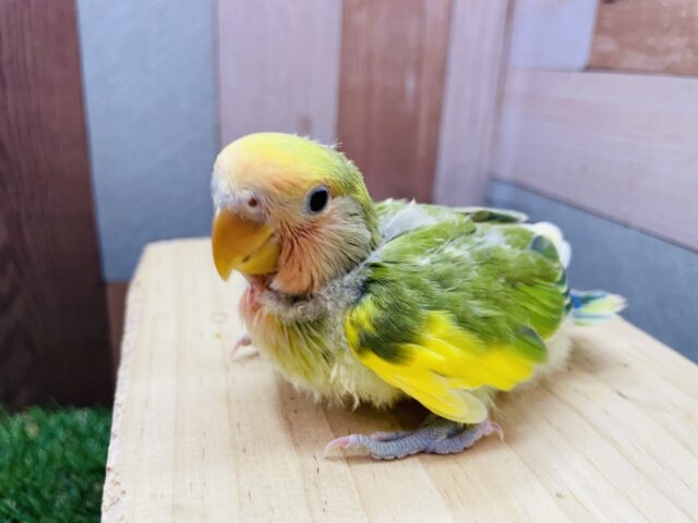 コザクラインコ（小桜インコ）