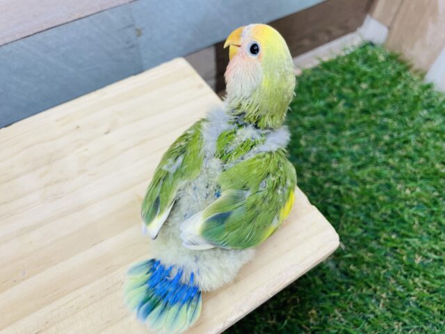 コザクラインコ（小桜インコ）