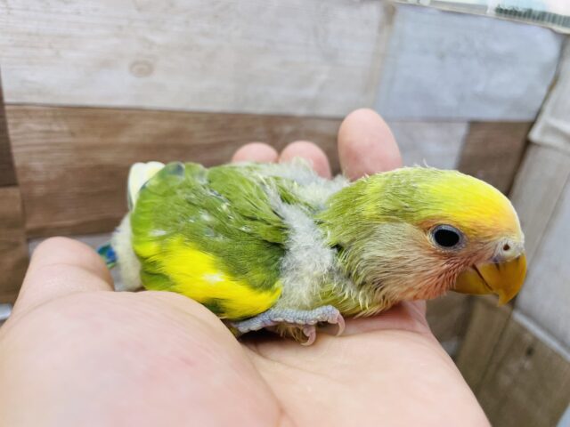 コザクラインコ（小桜インコ）