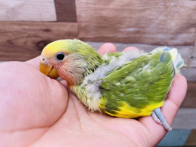 コザクラインコ（小桜インコ）