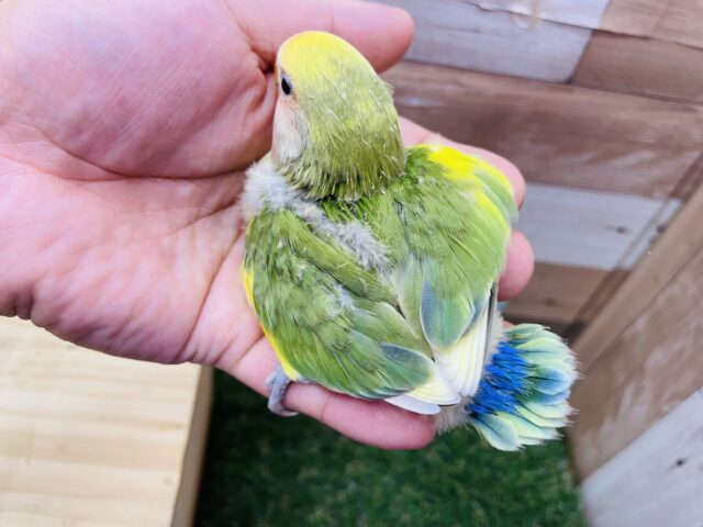 コザクラインコ（小桜インコ）