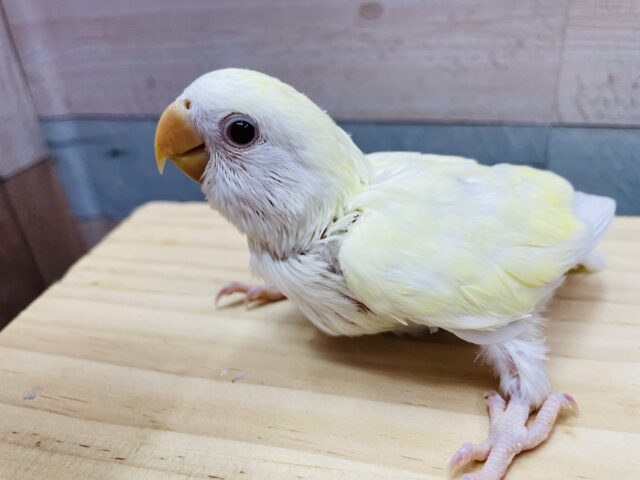 コザクラインコ（小桜インコ）