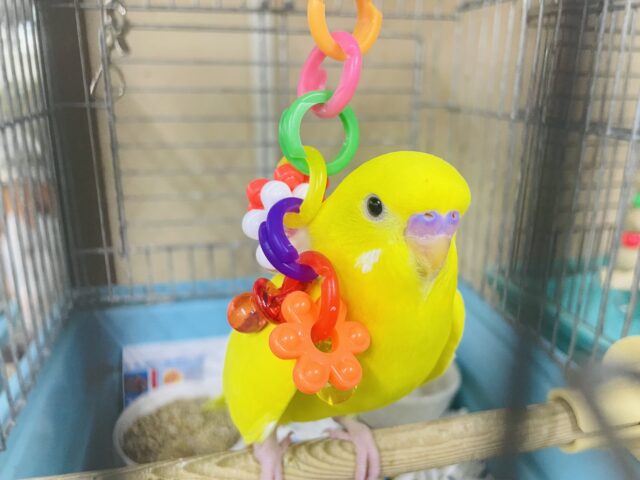 セキセイインコ