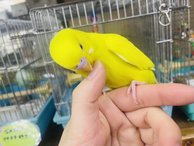 セキセイインコ