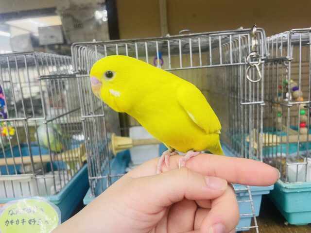 セキセイインコ