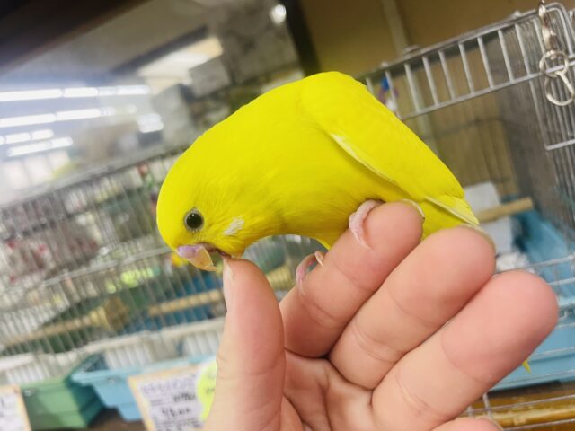 セキセイインコ