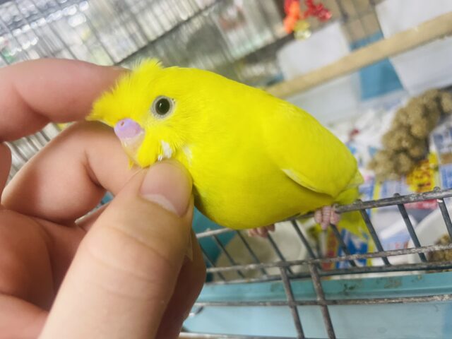 セキセイインコ