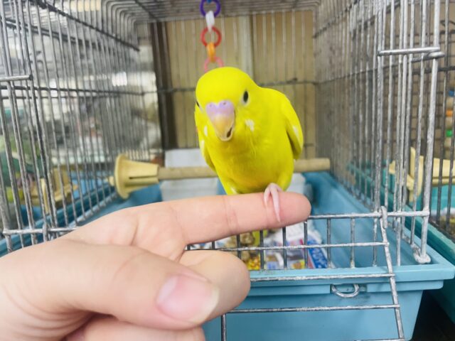 セキセイインコ