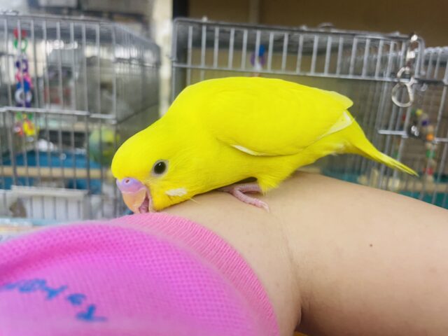 セキセイインコ