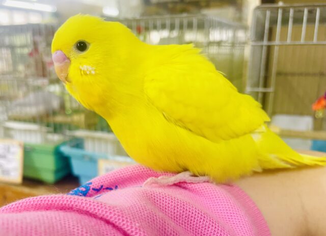 なれてるよ〜❣️1人餌❣️手のり🌟それって期待のエネルギー🫶🫶🫶←←🟡　セキセイインコ　ダブルファクター