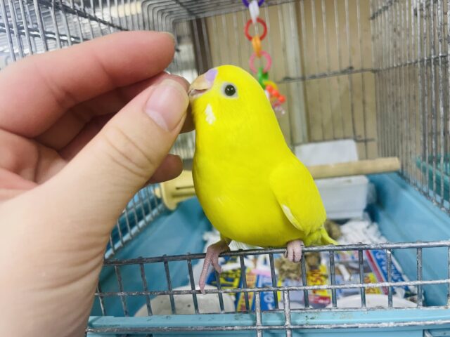 セキセイインコ