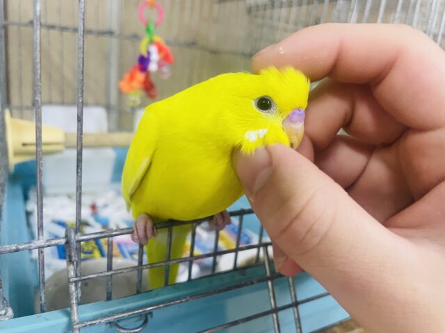 セキセイインコ