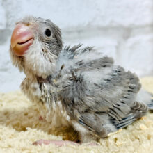 わた毛に包まれた大人っぽカラー♡オキナインコ(コバルトパリド) ヒナ