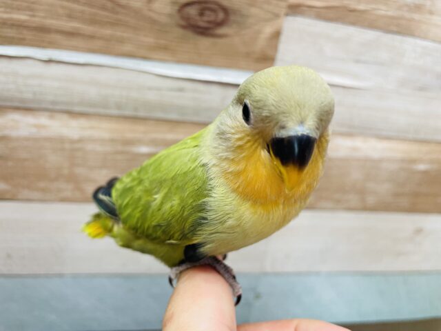 コザクラインコ（小桜インコ）