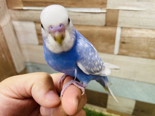 最新画像あります❣️青空カラーのとっても綺麗な子✨セキセイインコのスパングル！！