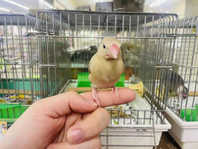 シナモン文鳥