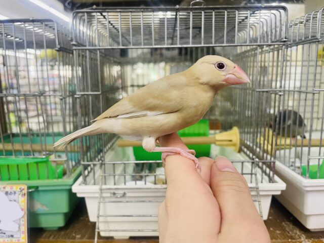 シナモン文鳥