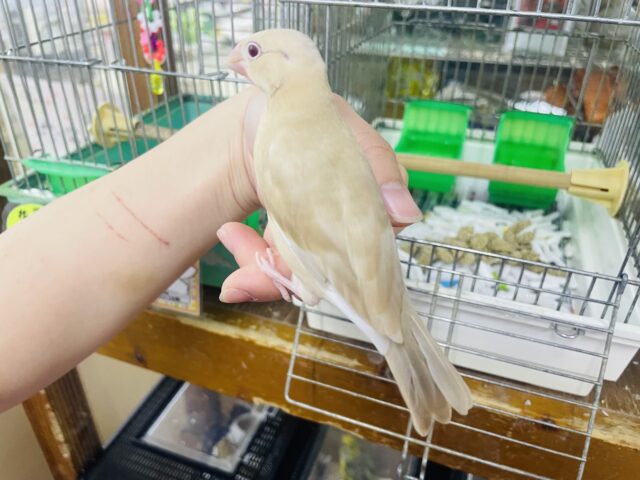 シナモン文鳥