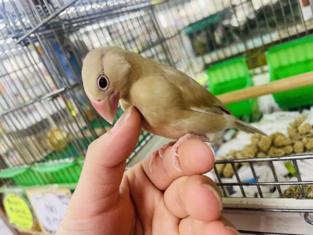 シナモン文鳥