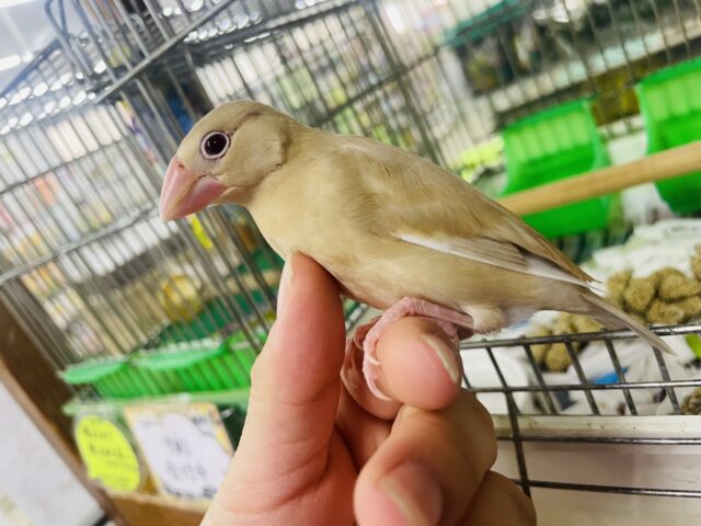 シナモン文鳥