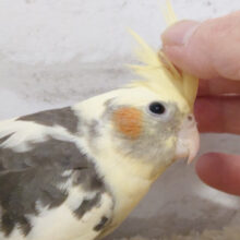 まんまるおめめに魅了されちゃう♡オカメインコ(パイド) ヒナ