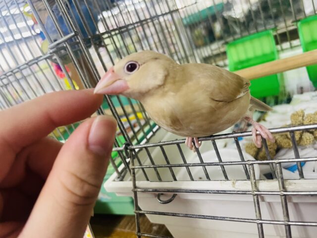 シナモン文鳥