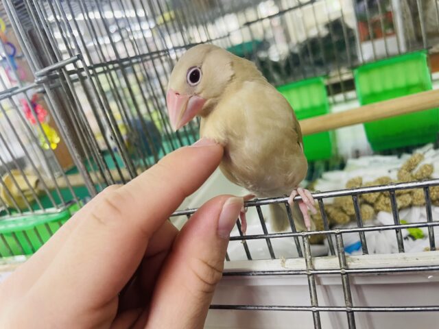 シナモン文鳥