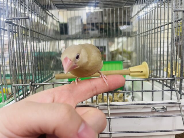 シナモン文鳥