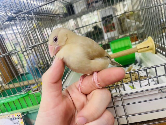 シナモン文鳥