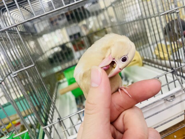 シナモン文鳥