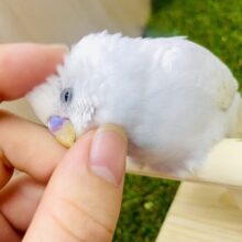 なれてるよ〜❣️1人餌❣️手のり❣️💎💎💎宝石のように輝くしろもっち〜　セキセイインコ　ダブルファクター